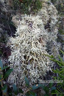 Eichenmoos grün (abs.) (3 ml)