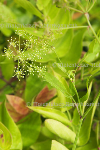 Galbanum dest. (2 ml)