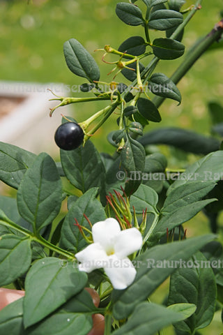 Jasmin abs. spezial (1 ml)