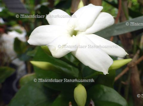 Jasmin abs. "Thai" (1 ml)