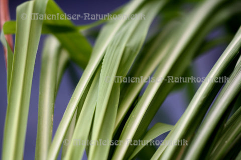 Lemongras BIO spezial (10 ml)