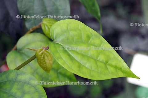 Pfeffer schwarz spezial BIO (5 ml)