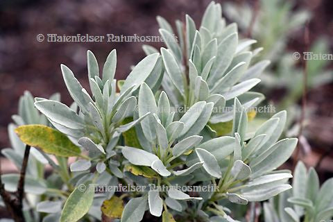 Salbei - Lavendel-Salbei BIO (10 ml)