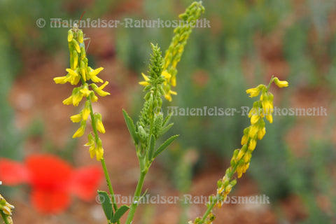 Steinklee abs. (1 ml)