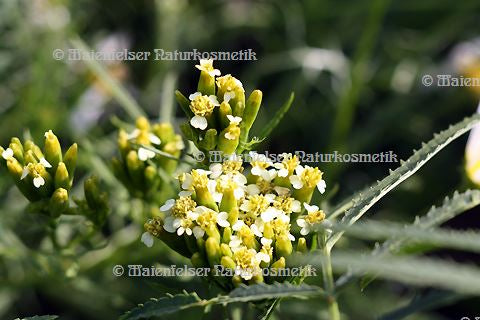 Tagetesblüten (1 ml)