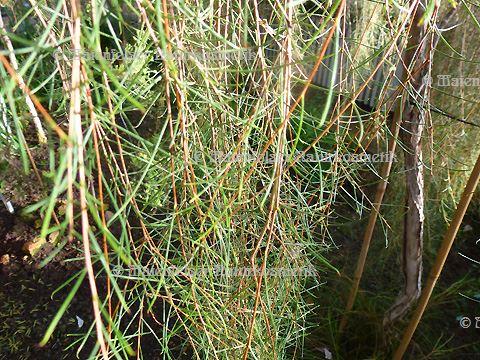 Tea Tree "unci" (5 ml)