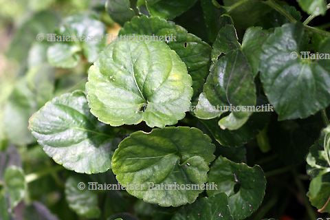 Veilchen abs. pur (1 ml)