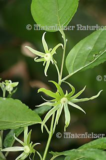 Ylang-Ylang spezial BIO (5 ml)