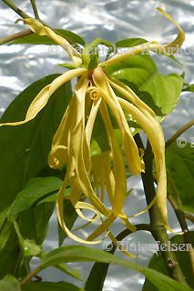 Ylang-Ylang CO2 (3 ml)