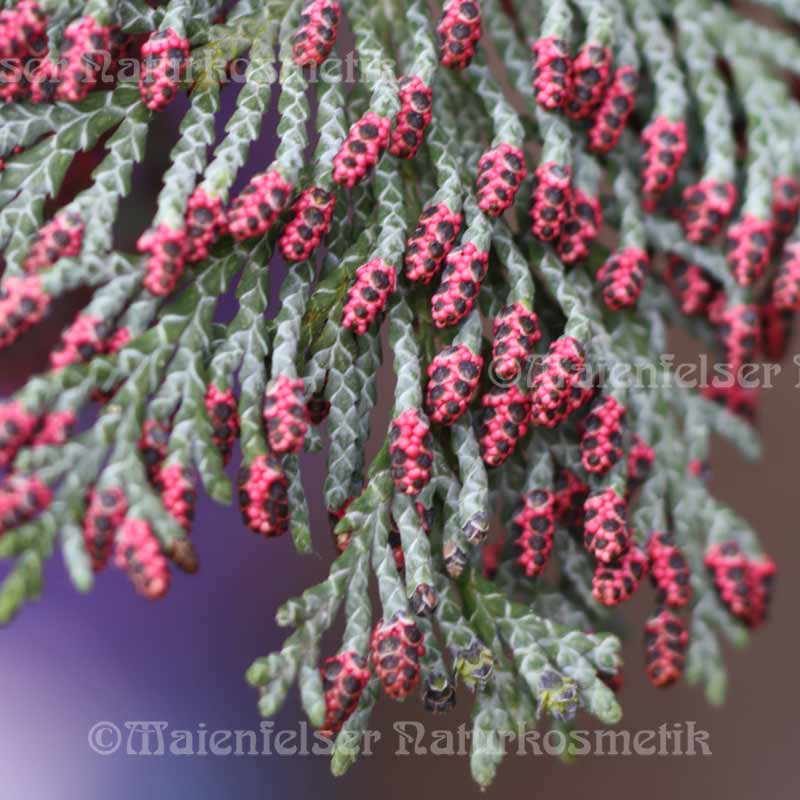 Cedernholz - Port Orford Cedarwood (2 ml)