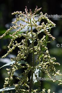 Brennnessel dest. BIO (3 ml)