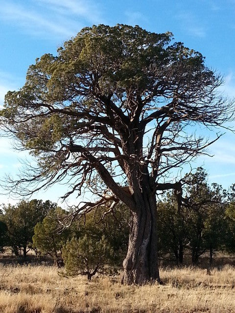 Wacholder - Alligator Juniper Wood (2 ml)