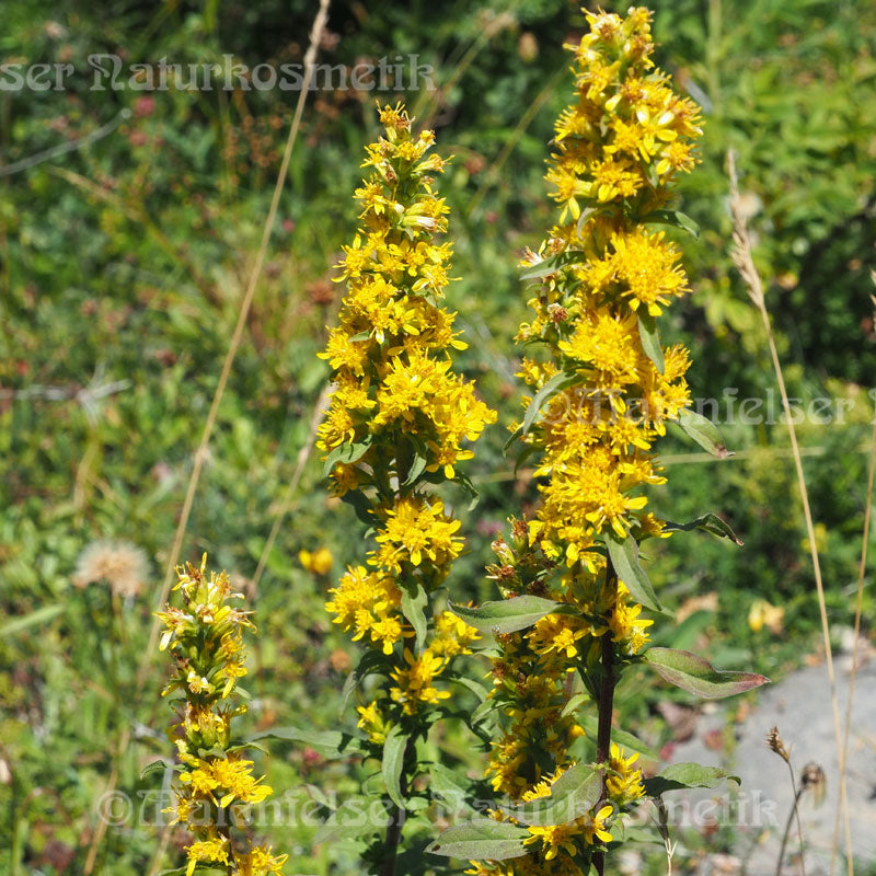 Goldrute, flaumige (Goldwundkraut) (2 ml)