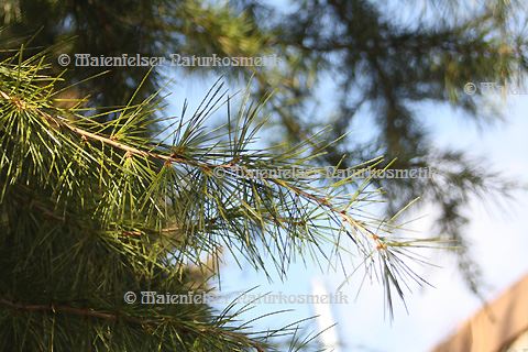 Cedernholz Ur (10 ml)