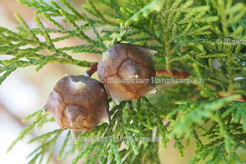 Zypresse, Frankreich (10 ml)