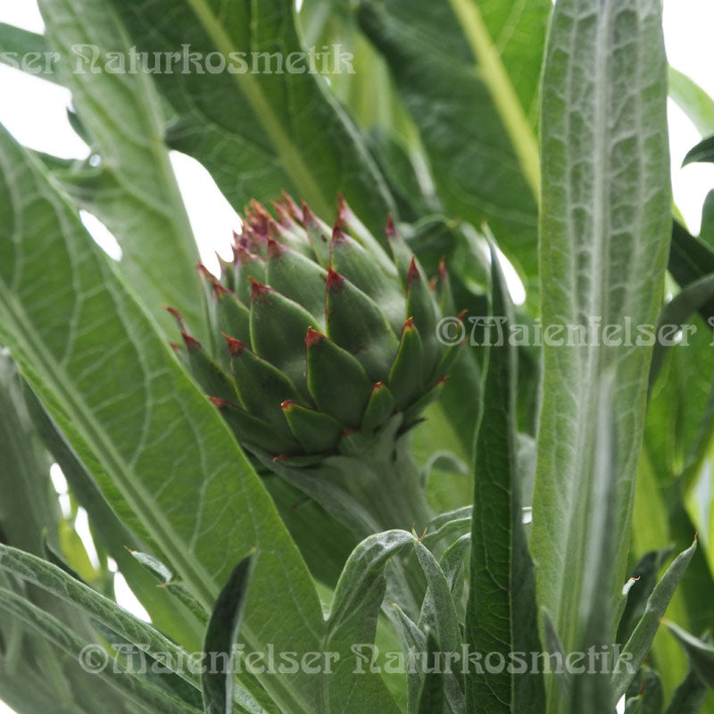 Artischocke abs. (1 ml)