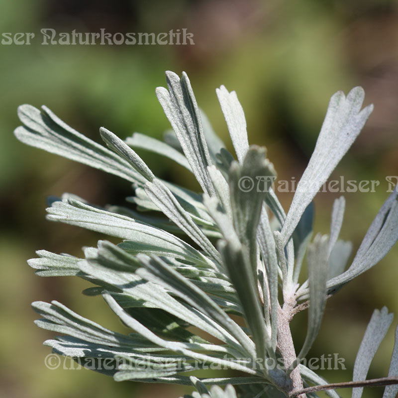 Beifuß - Wüsten-Beifuß (1 ml)