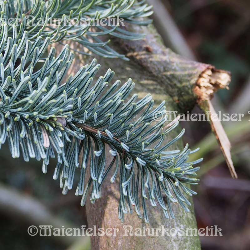 Tanne - Edeltanne-Nadeln (10 ml)