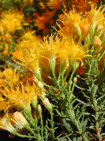 Goldenbush (Larch Leaf) (1ml)