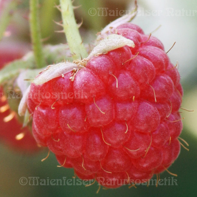 Himbeersamenöl CO2 BIO