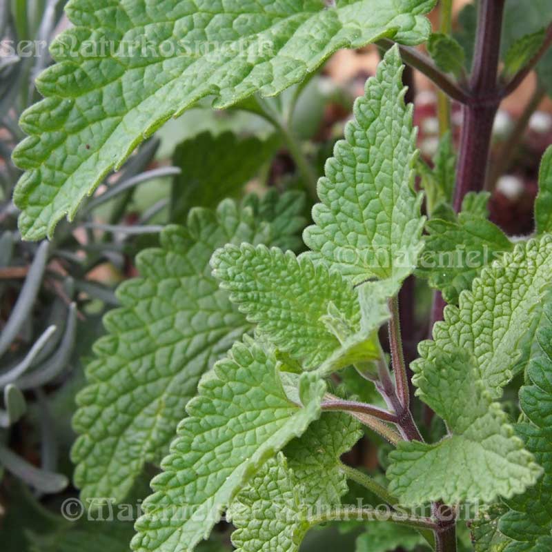 Katzenminze-Zitrone BIO(2 ml)