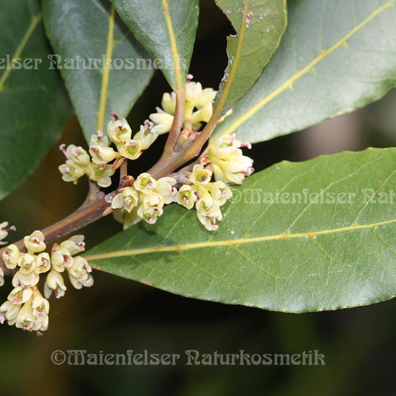 Lorbeer Kroatien (5 ml)