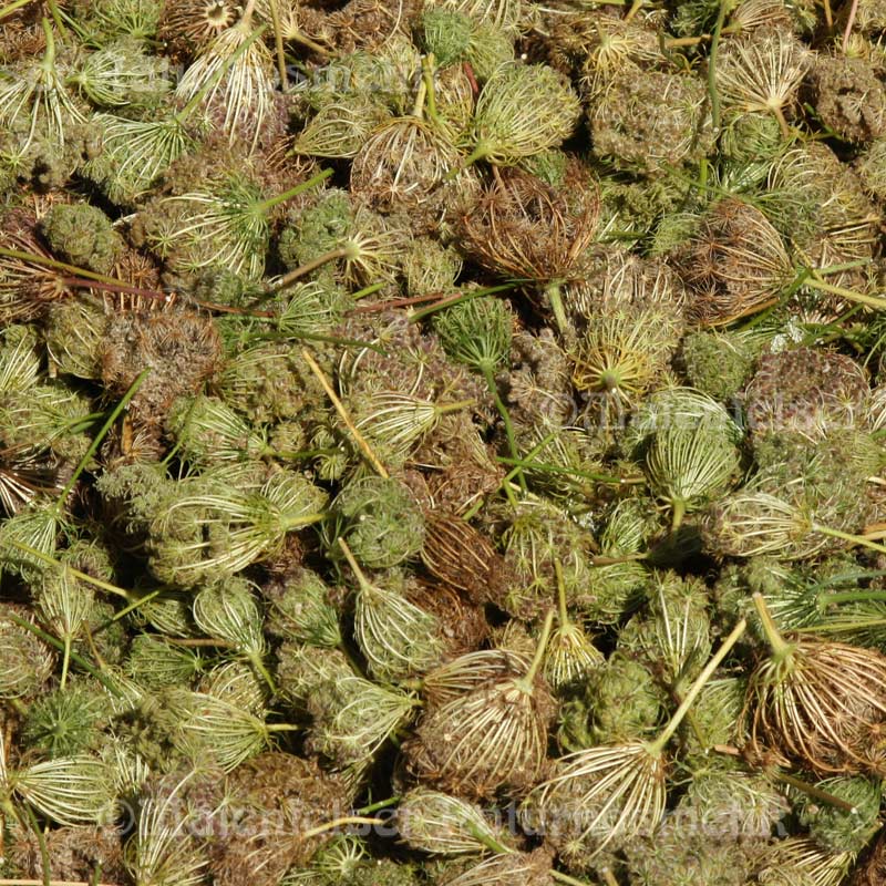 Karottensamen (wilde Möhren) (1 ml)