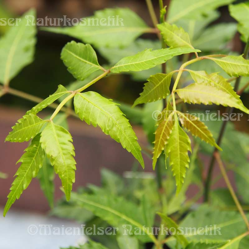 Neembaumöl BIO mit pflanzl. Emulgator