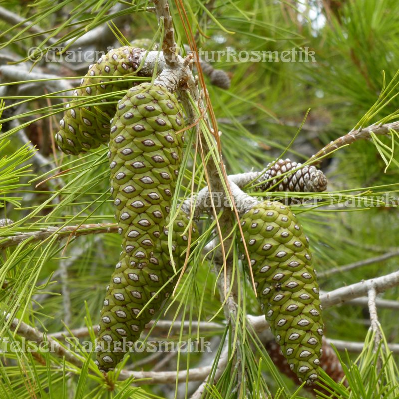 Kiefer - Halep-Kiefer (5 ml)