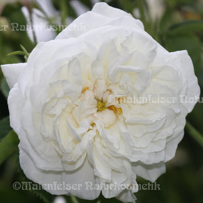 Rose weiß echt CO2 (1 ml)