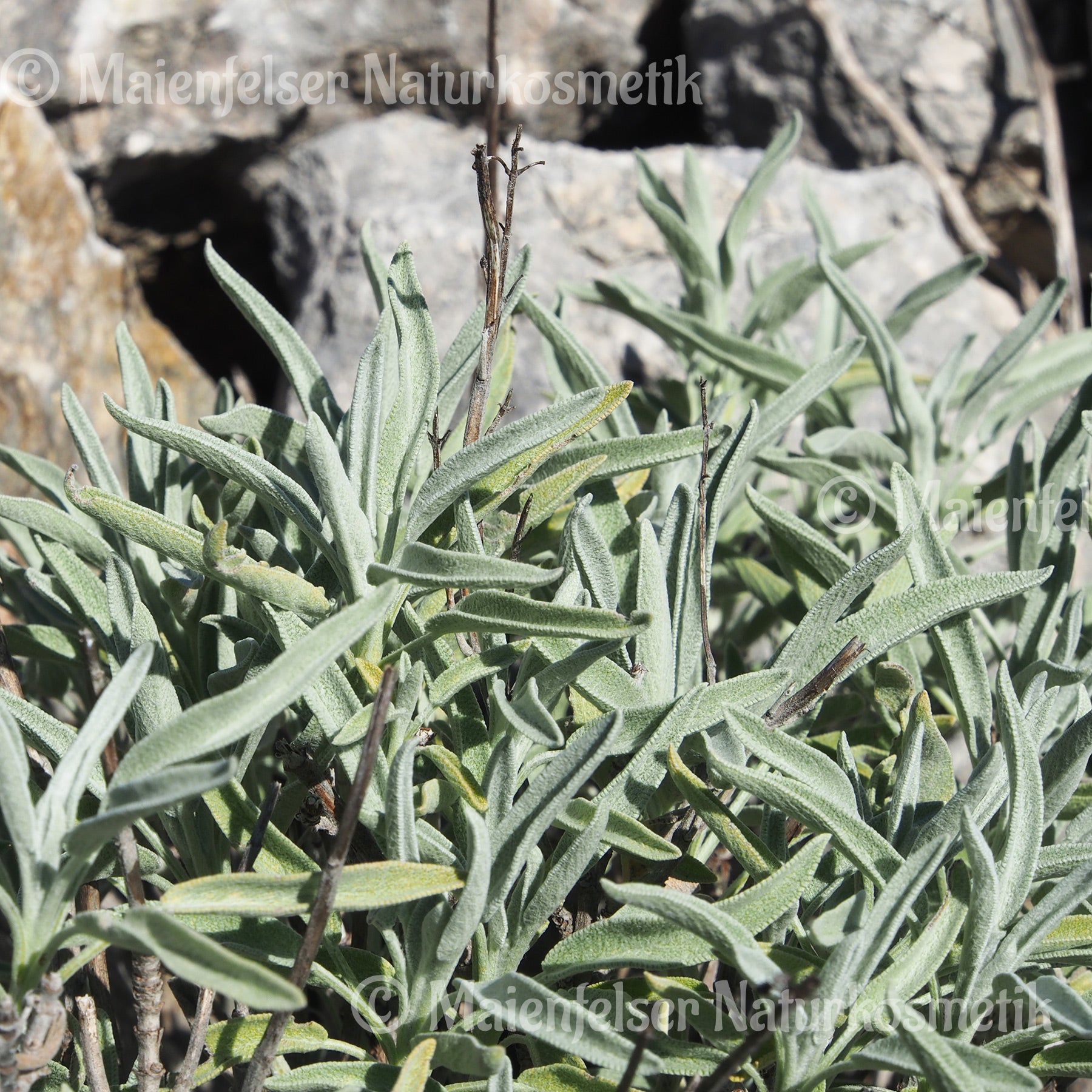 Salbei Bio Albanien (3ml)