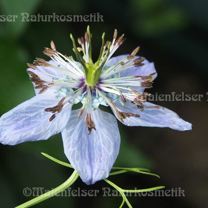 Schwarzkümmel dest. (1 ml)