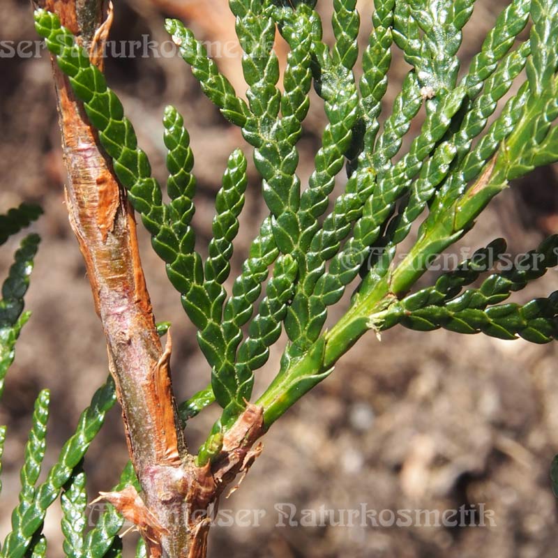 Thuja spezial (2 ml)