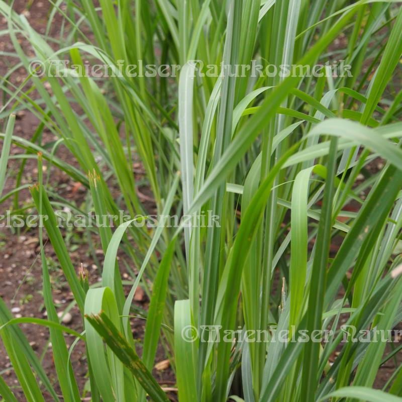 Tropische Gräser (10 ml)