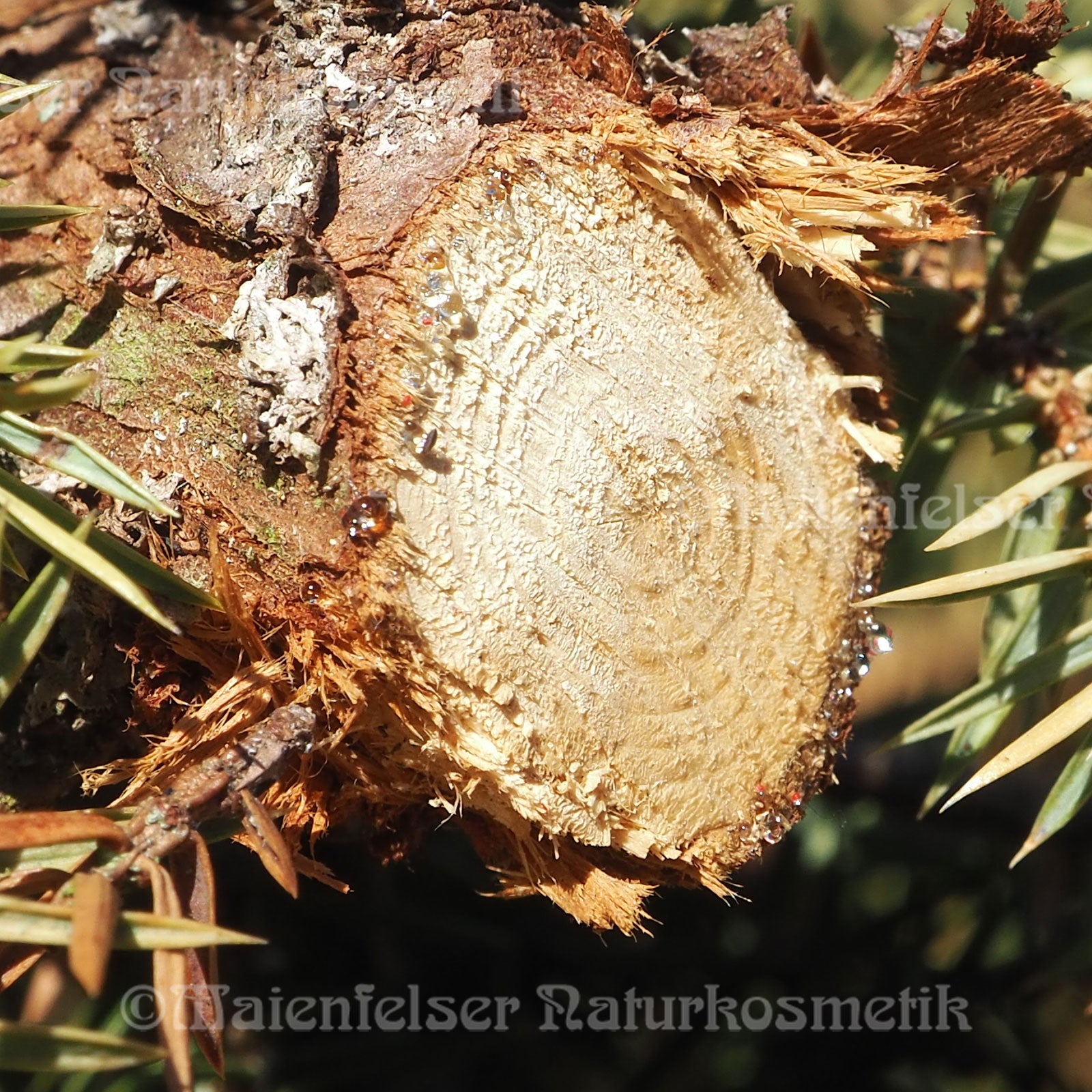 Wacholderholz (10 ml)