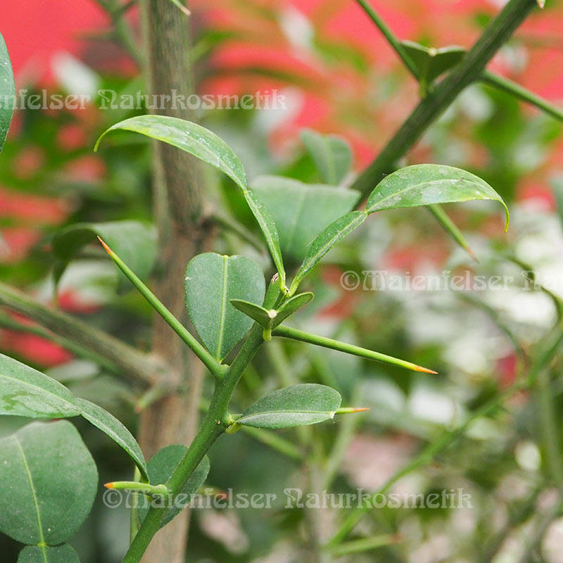 Zitrone - Yuzu Zitrone (3 ml)