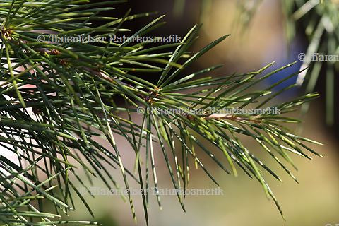 Cedernholz super (10 ml)