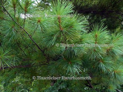 Kiefer - Weymouths-Kiefer (5 ml)
