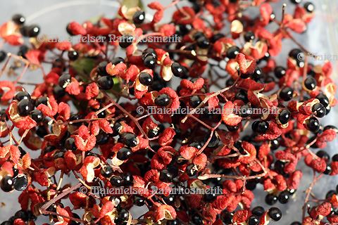 Pfeffer - Nepalesischer Szechuanpfeffer (5 ml)