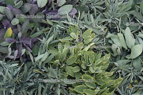 Salbei - Cuvée (3 ml)