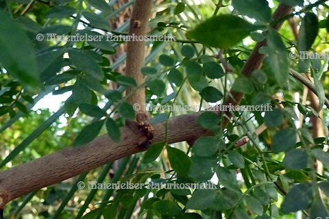 Stachelesche, amerikanisch (3 ml)