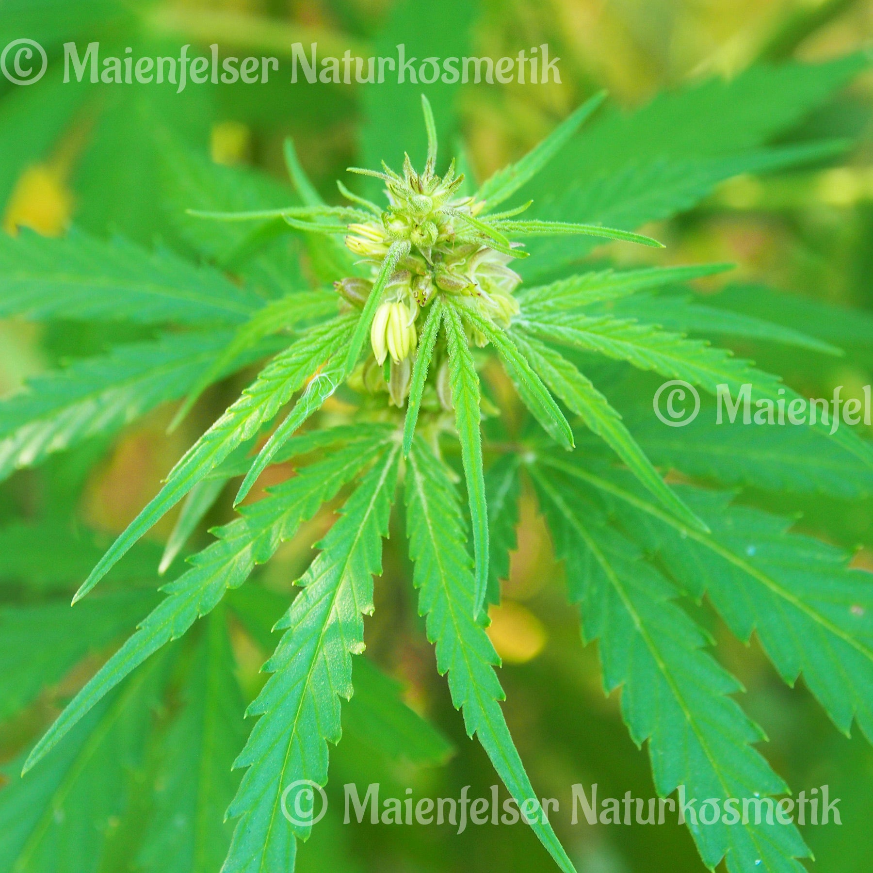 Hanföl äth. Italien (2ml)