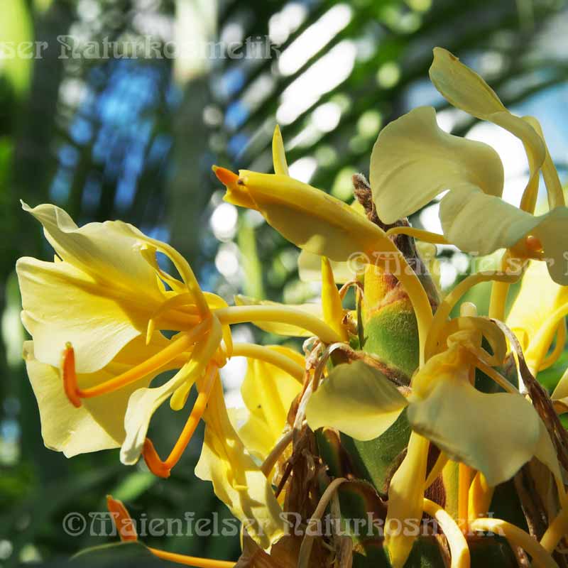 Ingwer - Schmetterlingsingwer (1 ml)