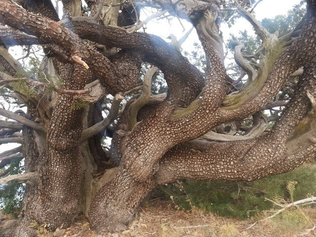 Wacholder - Alligator Juniper Wood (2 ml)