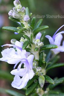 Rosmarin fine BIO  (cineol)  (10 ml)