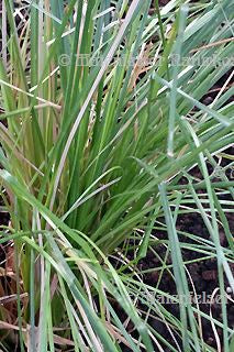 Vetiver extra (1 ml)