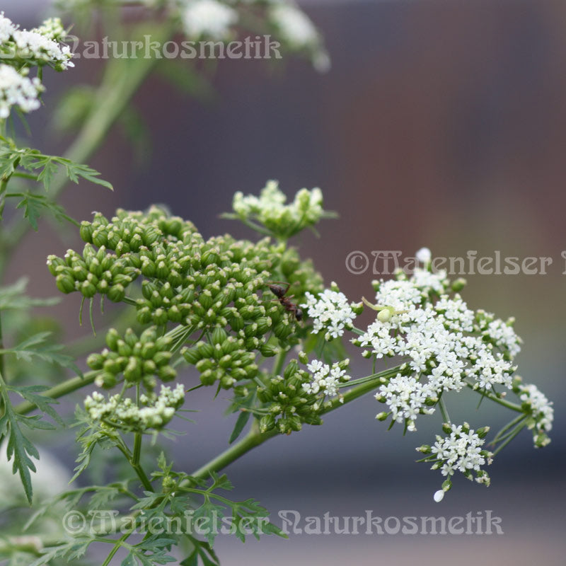 Anis spezial BIO (3 ml)