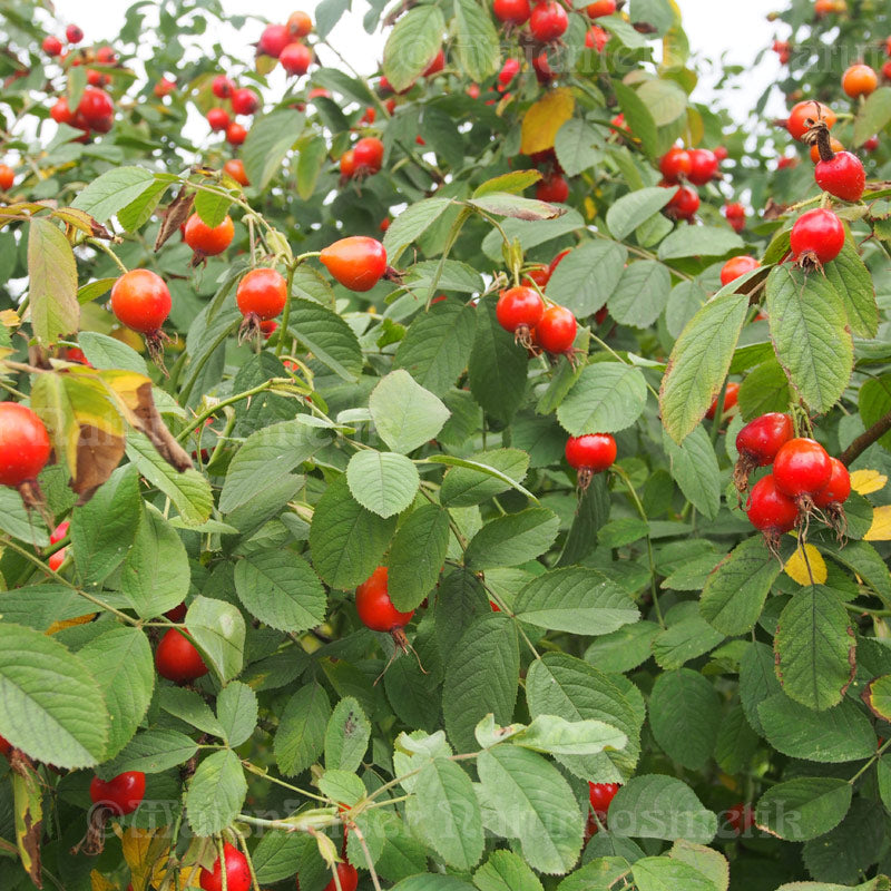 Rosenöl fett BIO - Hagebuttenkernöl