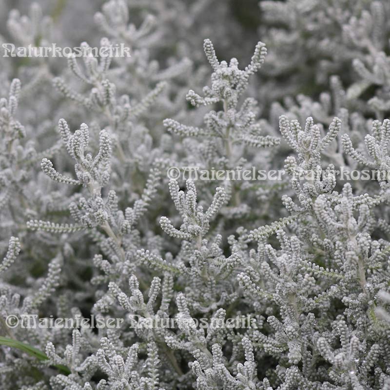 Heiligenkraut BIO (3 ml)