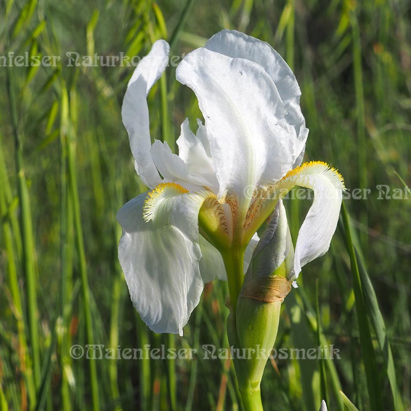 Iriswurzel CO²  fine (1 ml)